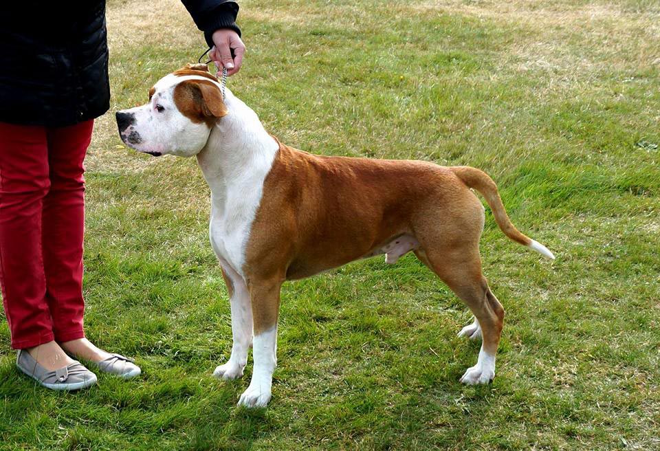 STRONA FOXA