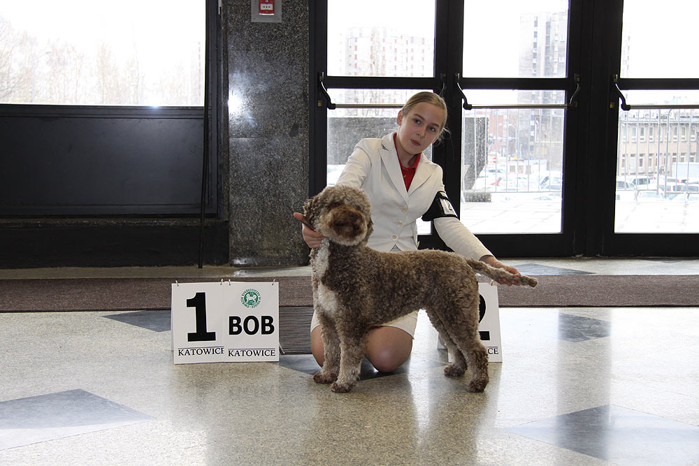 LAGOTTO ROMAGNOLO 