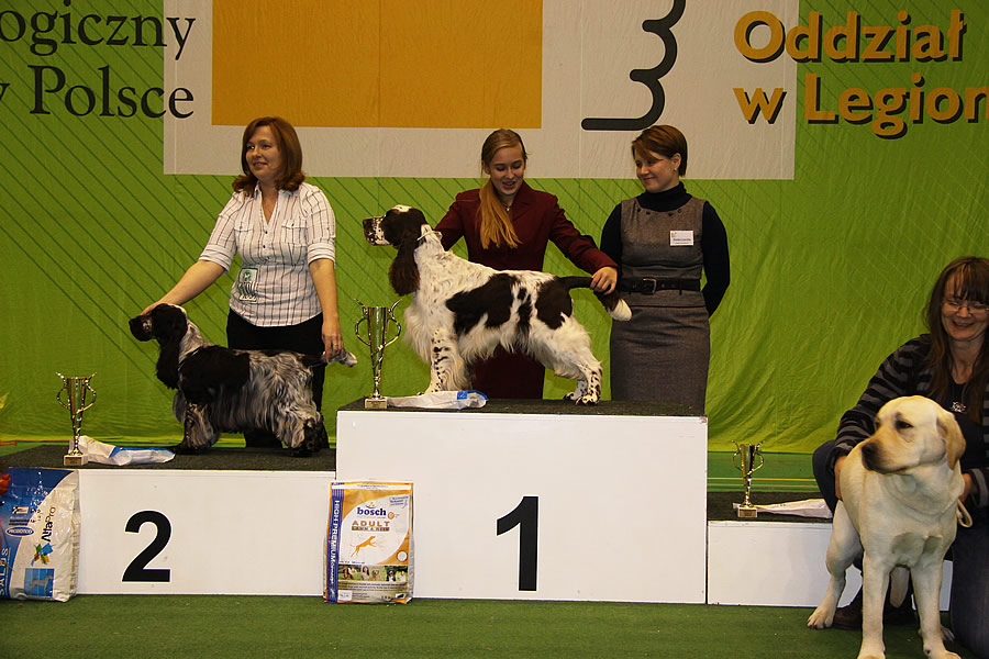 SPRINGER SPANIEL ANGIELSKI