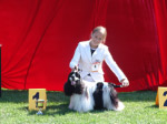 COCER SPANIEL AMERYKASKI