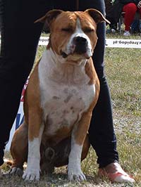 STRONA SPARTANA